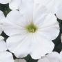 Seminte profesionale Petunia grandiflora- Petunia de gradina - imagine 33926